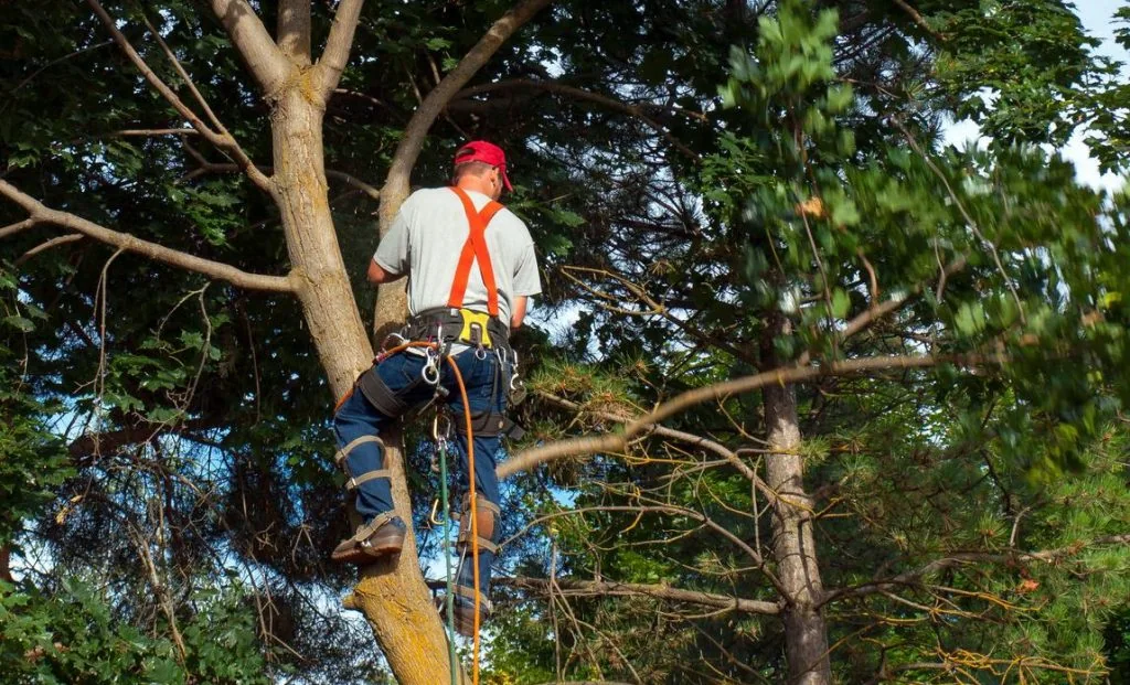 Tree Surgery London