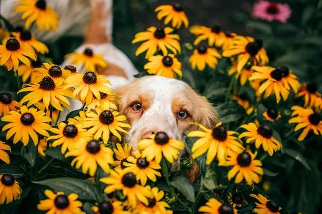 How to protect flower beds in a dog-friendly garden