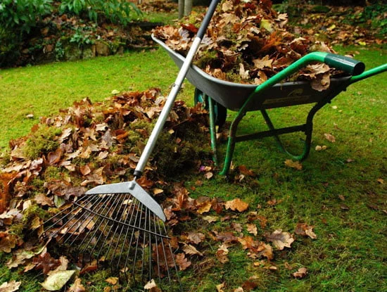 A rake and wheelbarrow collecting fallen leaves from a lawn