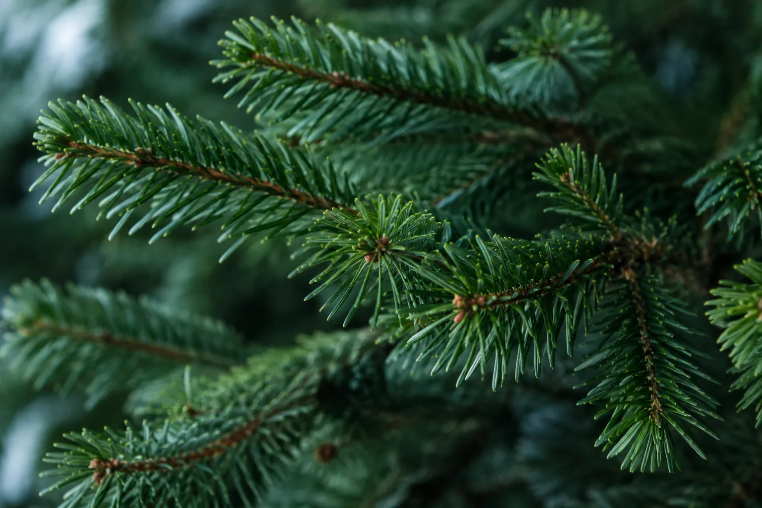 Close detail of fresh fir needles and branching twigs