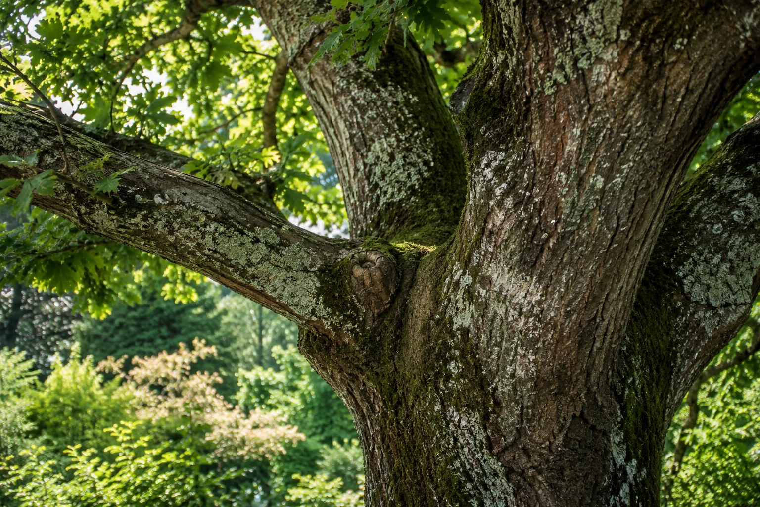 Textured mature bark and a natural low branch union