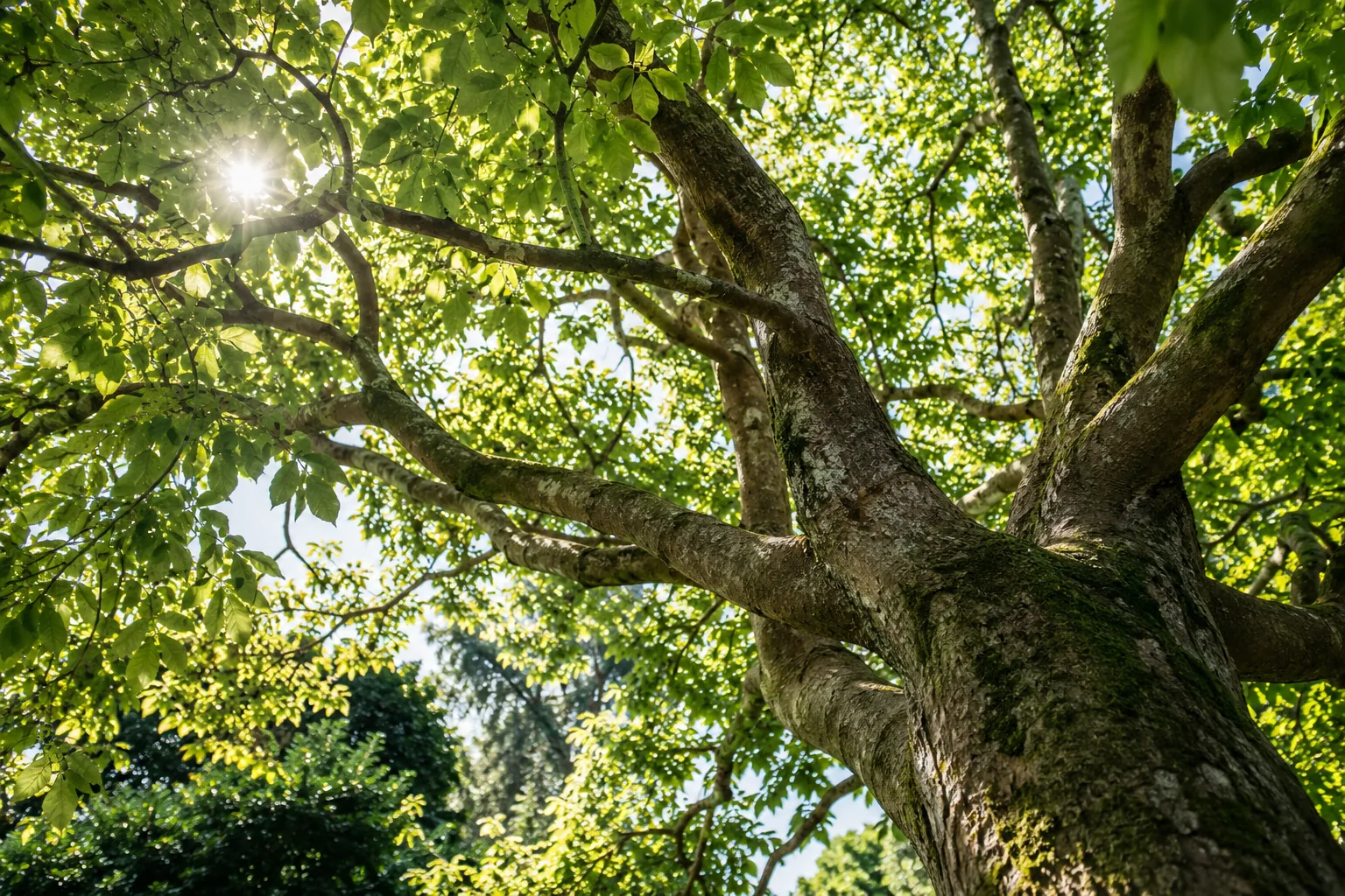 Natural branch structure beneath a leafy deciduous canopy, illustrating read the garden before setting the task list