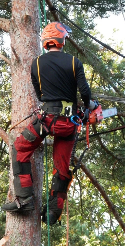 An arborist using climbing equipment beside a tree trunk