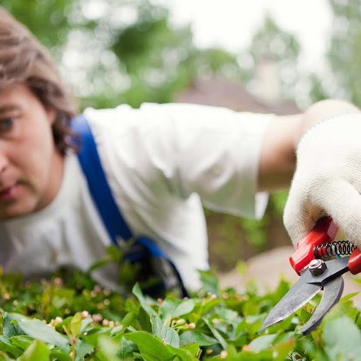 Gardening Millwall