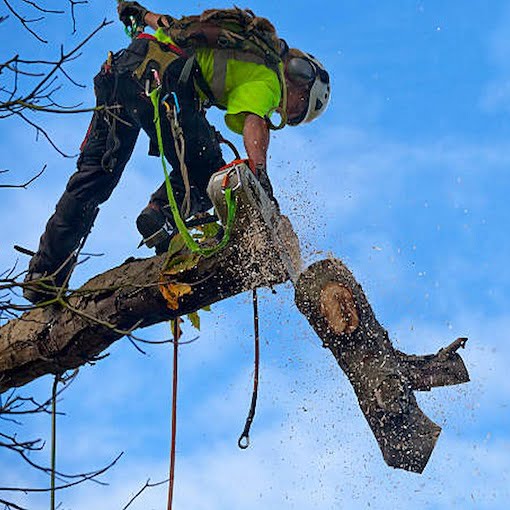 Tree Surgeon Harrow