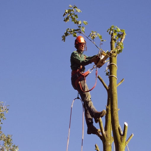 Tree Surgery Twickenham