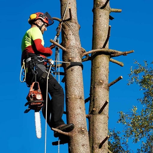 Tree Surgeon Fulham